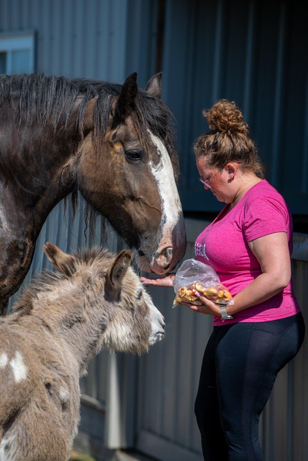 Woman in pink shirt and glasses with black pants feeding apples to horse and donkey